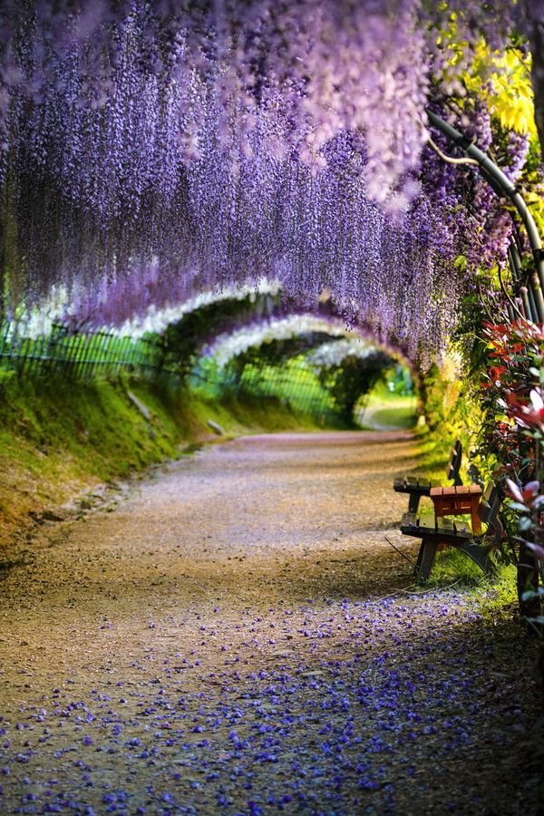 Wisteria tunnel at Kawachi Wisteria Park Fukuoka Japan