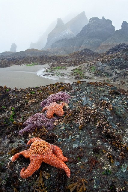 Kalaloch and Ruby Beach 1