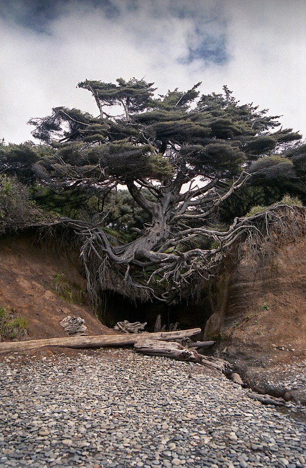 Kalaloch and Ruby Beach 2