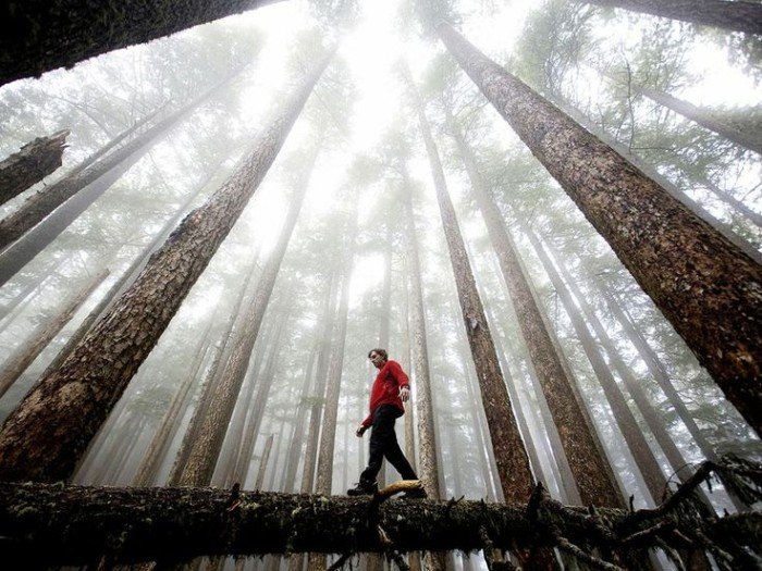 Olympic National-Park Washington ,USA 10