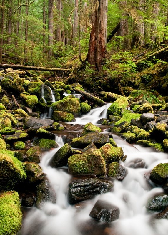 Olympic National-Park Washington ,USA 11