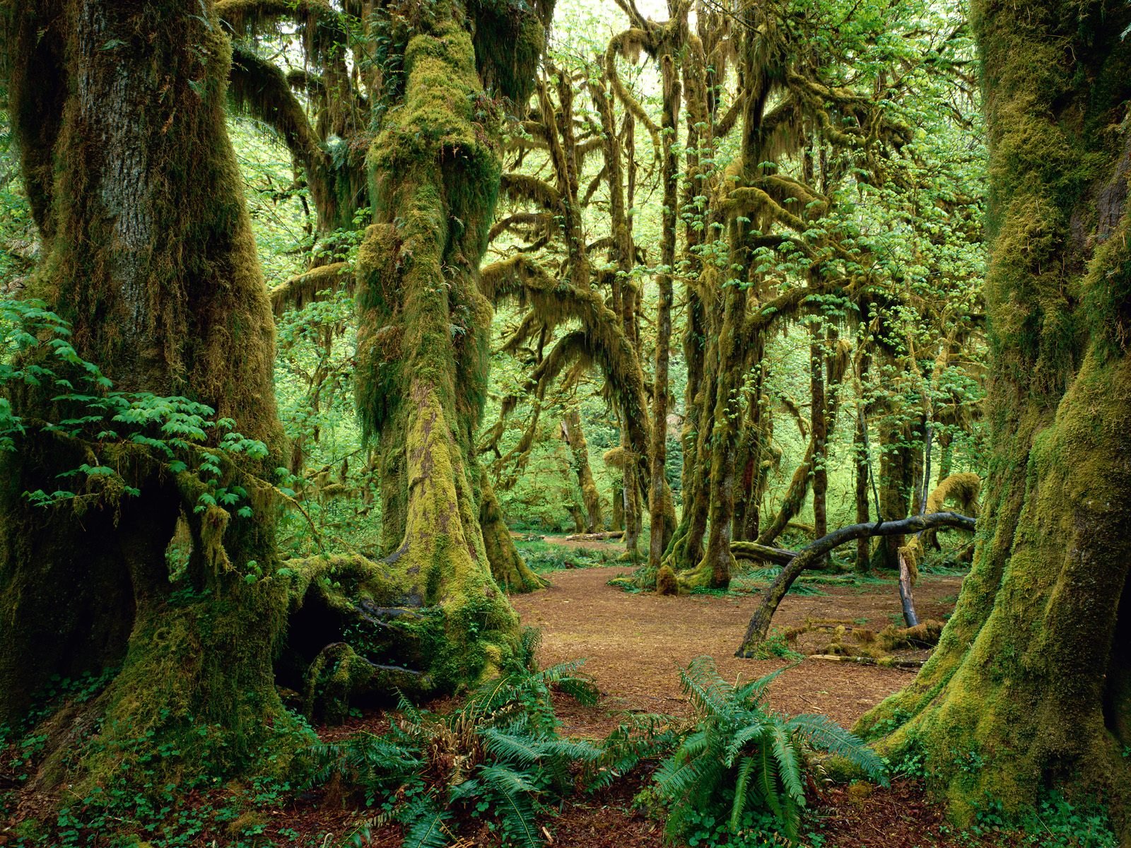 Olympic National-Park Washington ,USA 6