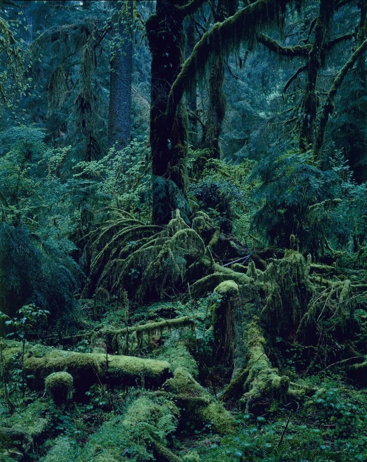 Quinault 1