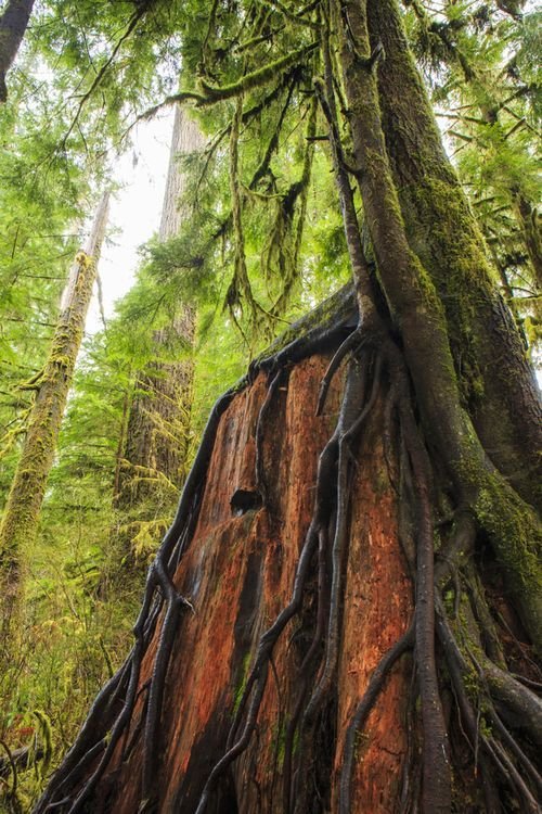Quinault 2