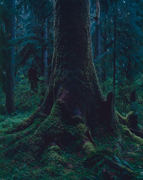 Quinault 3