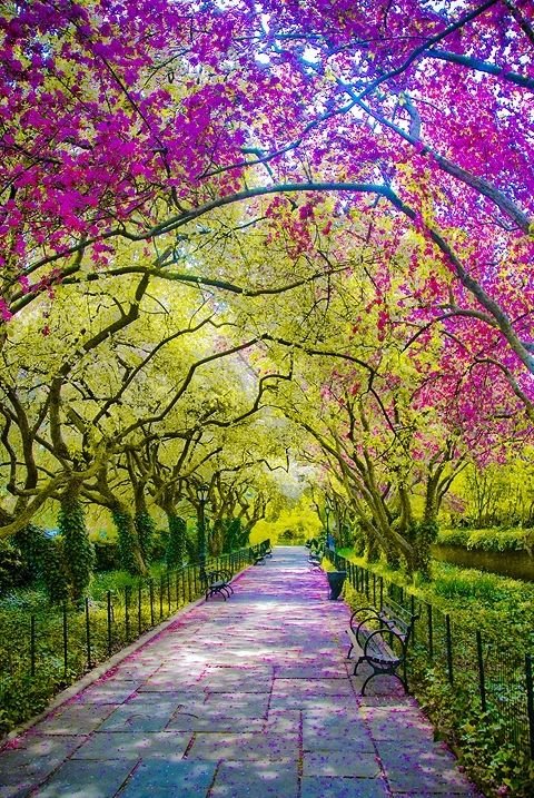 Spring, Central Park