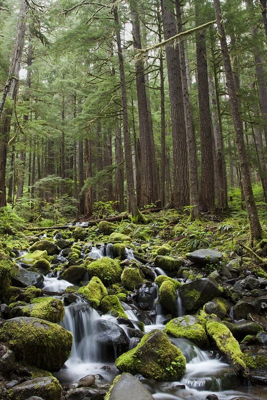 The Sol Duc Valley 2
