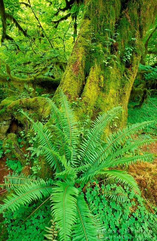 Visiting the Elwha