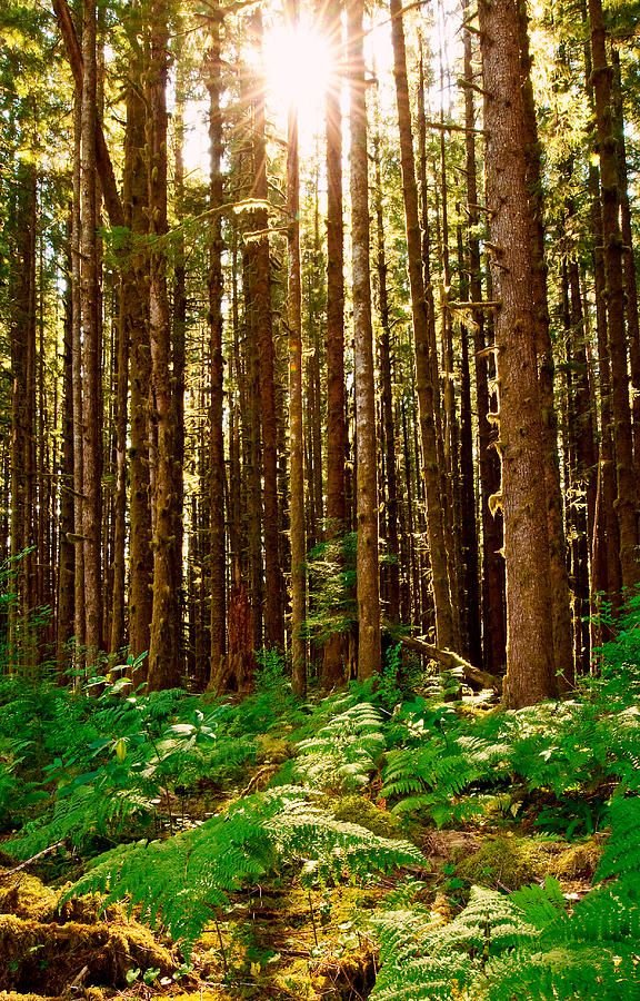 Visiting the Hoh Rain Forest 3