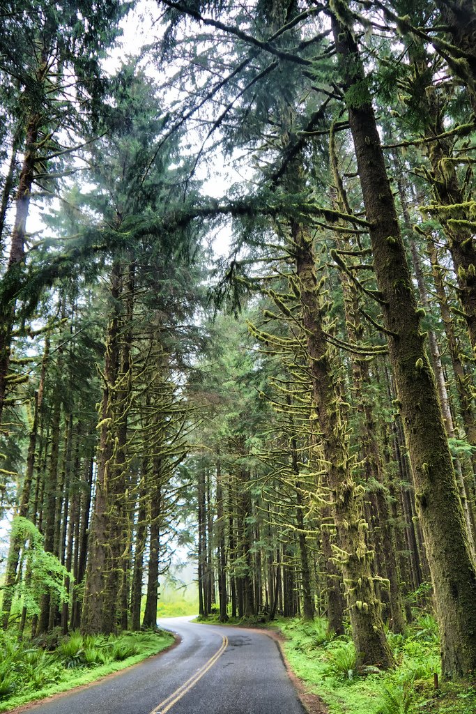 Visiting the Hoh Rain Forest 4