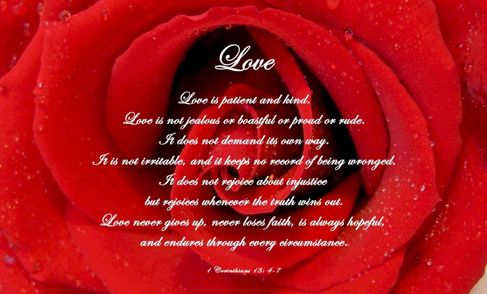 50 Best Rose Quotes To Show Your Love