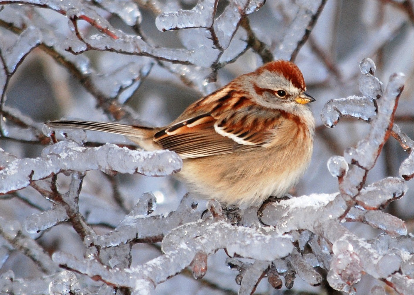 30 Amazing Ice Storm Photography