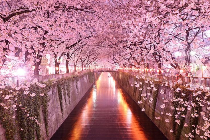 20 Beautiful Tree Tunnels You Should Visit Once In Lifetime