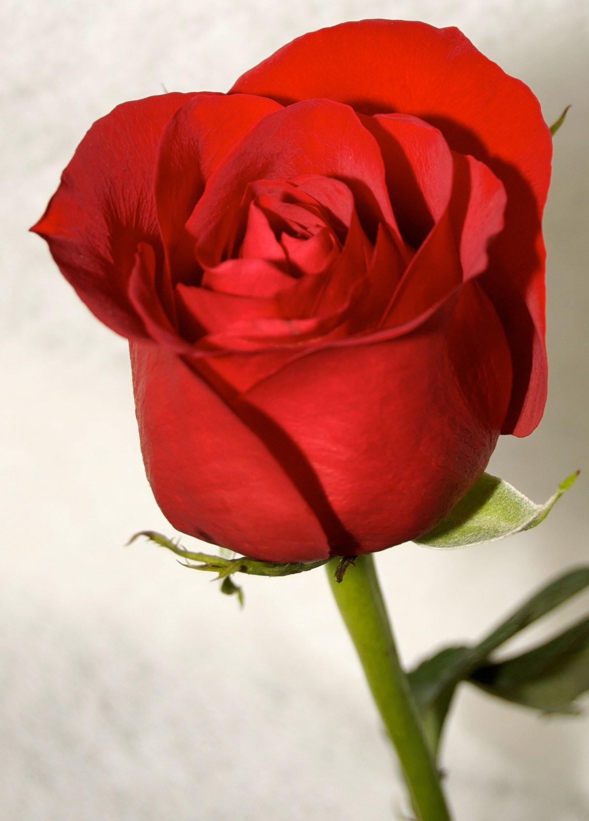 50 Beautiful Red Rose Images To Download