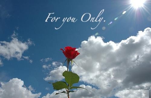 50 Best Rose Quotes To Show Your Love