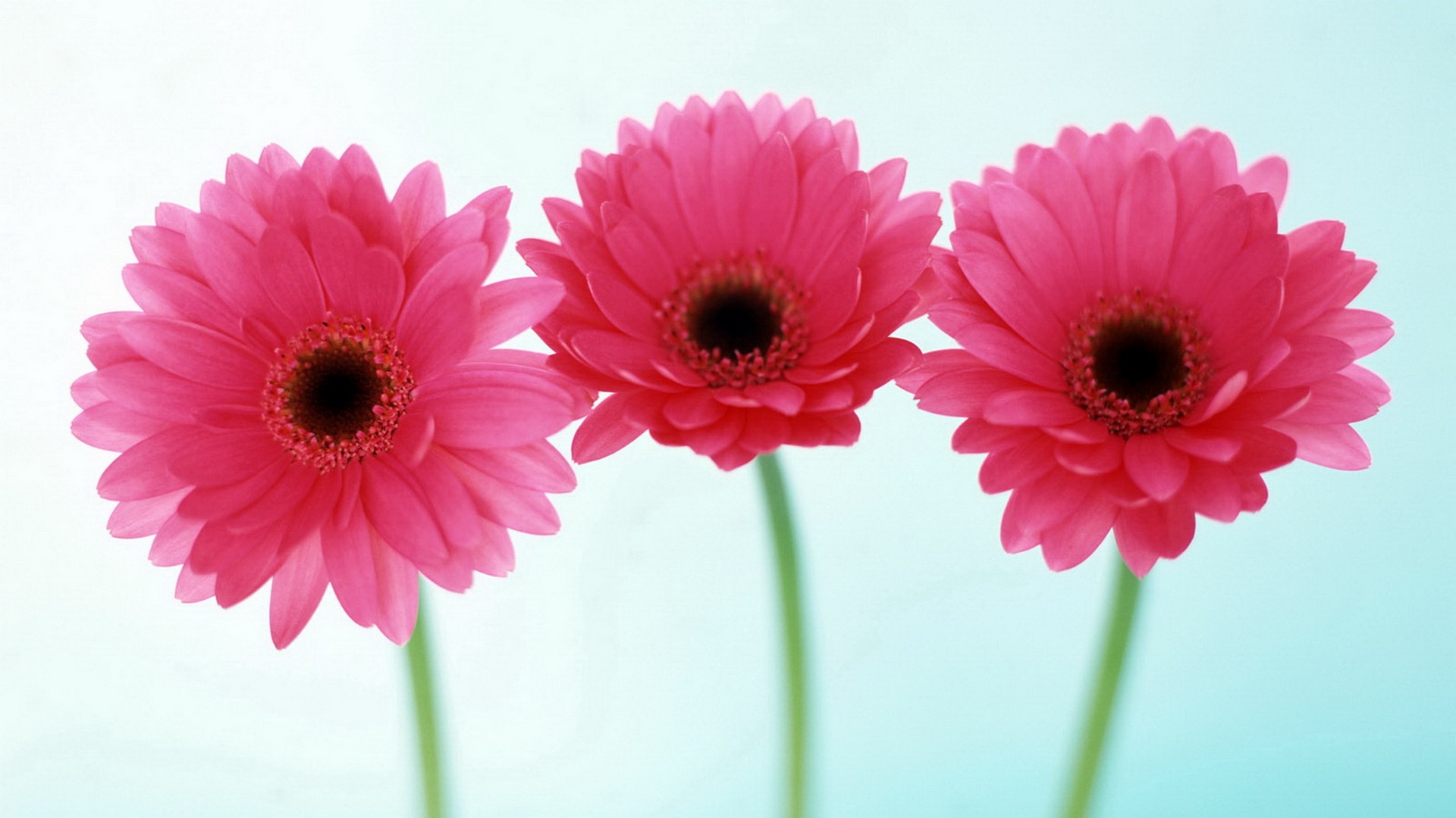 30 Pictures Of Flowers Free To Download