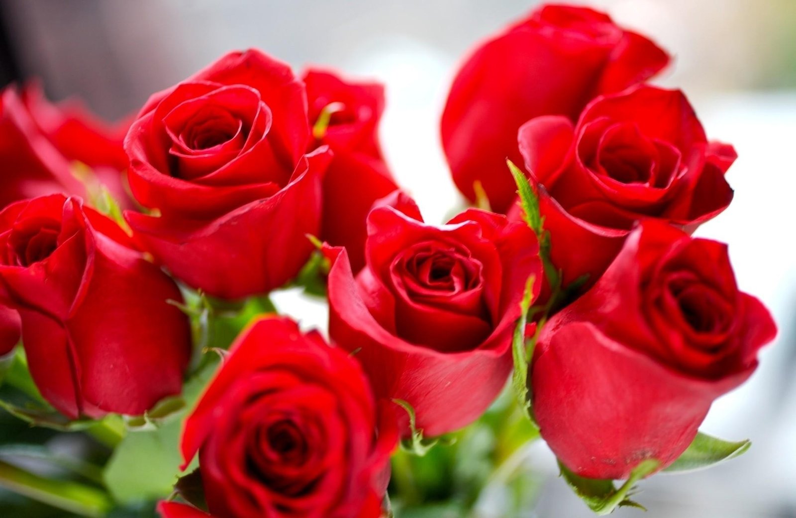 25 gorgeous flowers pictures
