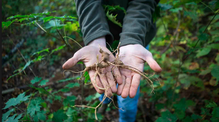 How To Hunt For Ginseng