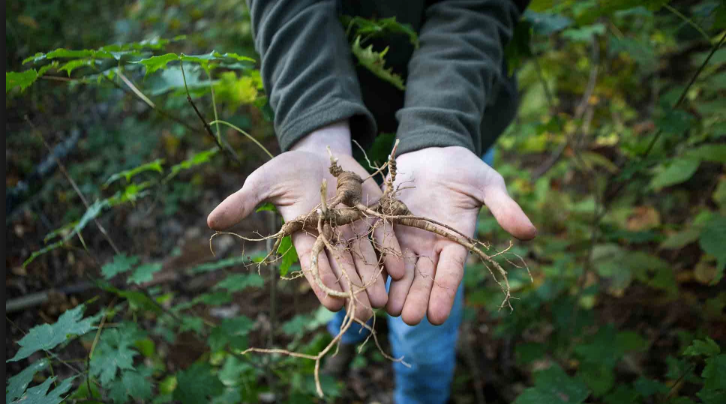 How To Hunt For Ginseng