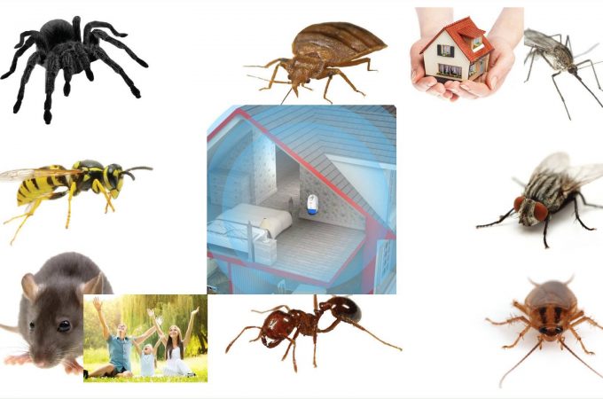 Hiring an Exterminator Here’s What You Need to Know