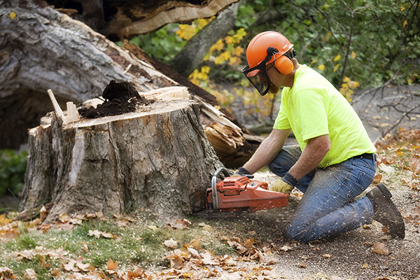 Top Benefits of Tree Removal Services