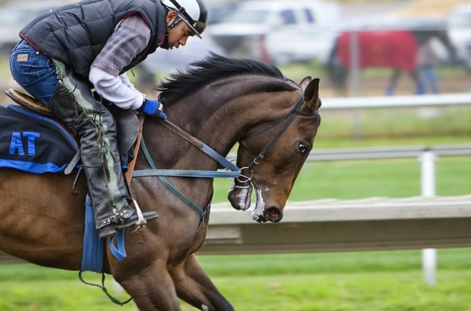 A complete guide to ship competition horses overseas to the Pegasus World Cup