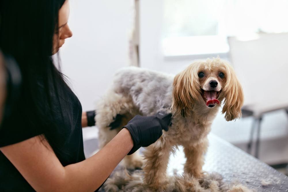 best pet clipper for dogs