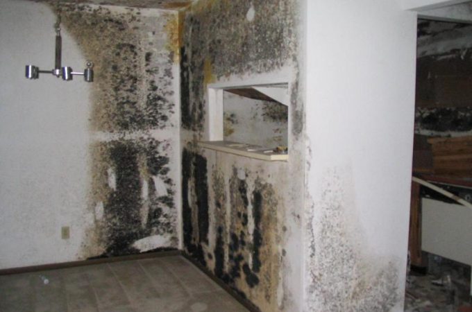 What to Do When You Have Black Mold in Your Home?
