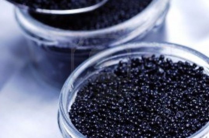 Sturgeon Caviar Enjoy and Appreciate the Best Grace on the Globe