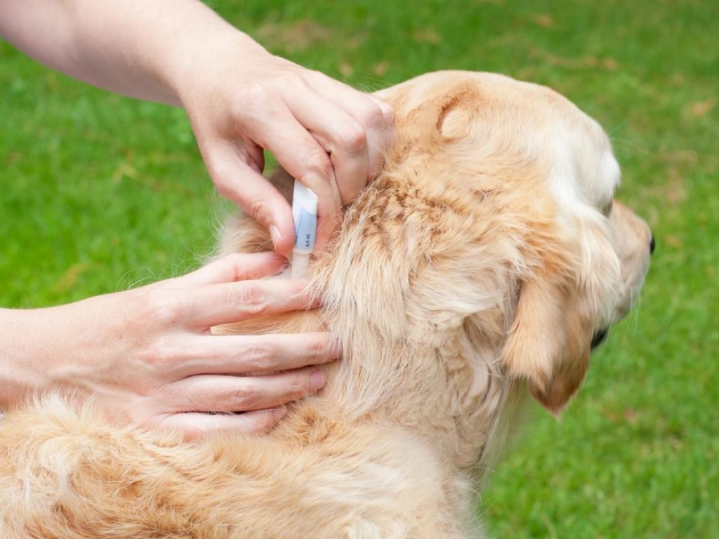 Flea Borne Diseases In Dogs Flea Borne Diseases In Dogs