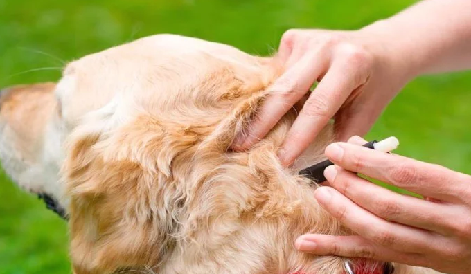 Flea-Borne Diseases in Dogs