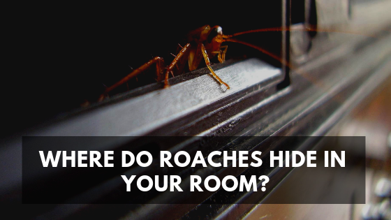 Where do Roaches Hide in your Room?