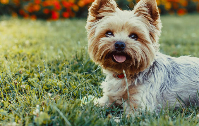 Top Things to Do with Your Dog for National Pet Month