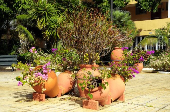 Make Your Backyard Blossom with These 5 Gardening Tips