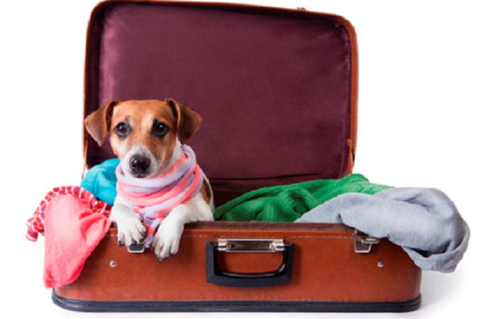 Traveling with Pets: What are the Difficulties?