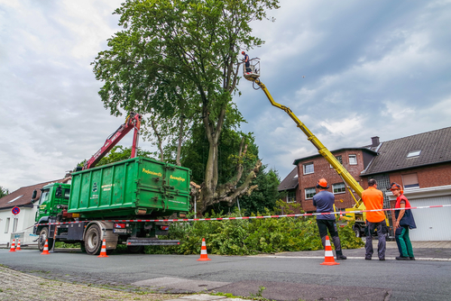 The Importance of a Tree Service & Tree Removal Company for Your Property