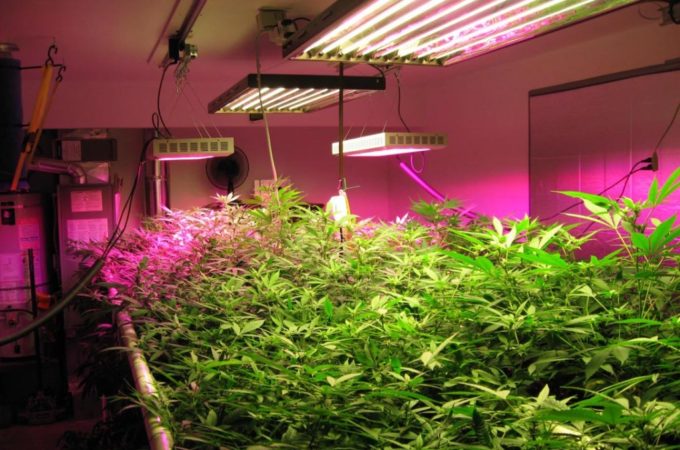 Thinking about Using LED Grow Lights? Here are the 7 Mistakes to Avoid