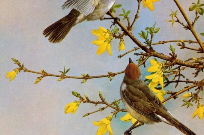 Avian Art – Birds as a Source of Creative Inspiration