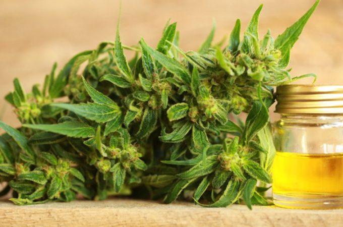 What’s Going on With the ‘CBD Craze’?