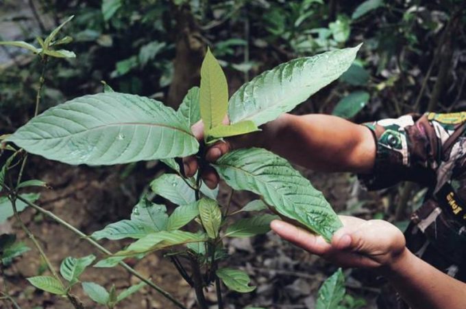 Risks and Possible Side Effects Related to Kratom