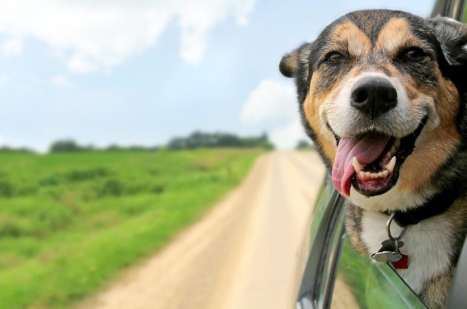 Road Trip USA: Dog-Friendly Destinations Your Pet Will Love