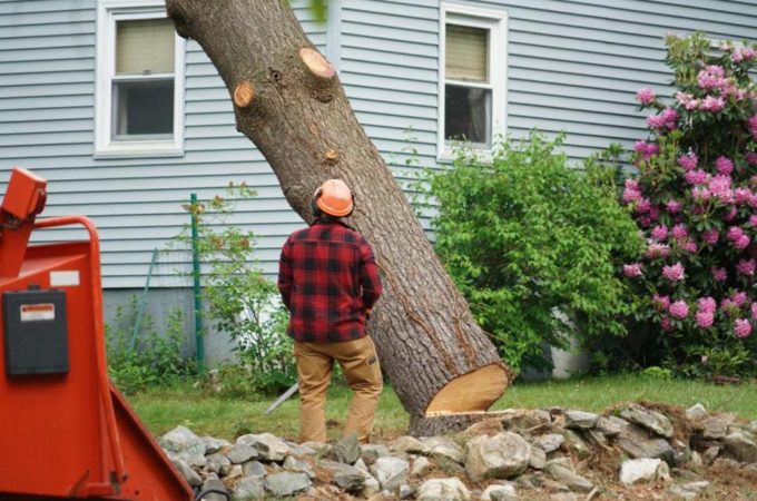 Factors Impacting Tree Removal Cost