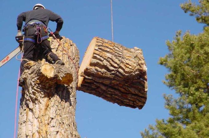 Tree Removal Cost – Determining Factors and Estimates