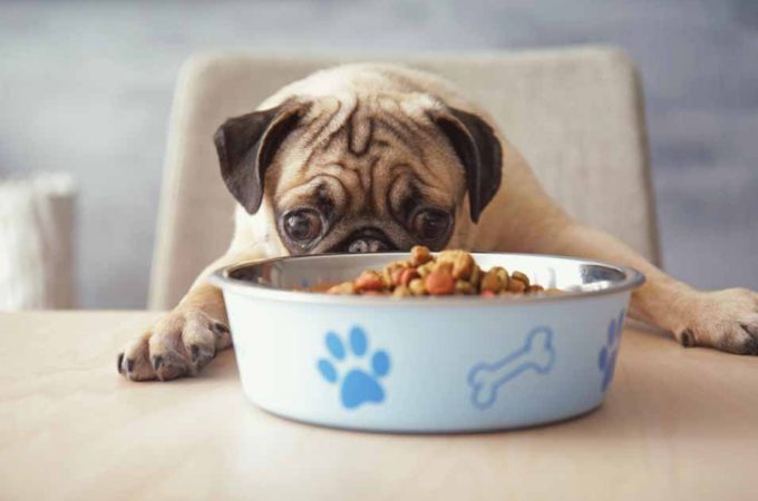 3 Ways to Stop Your Dog From Begging for Food at the Table