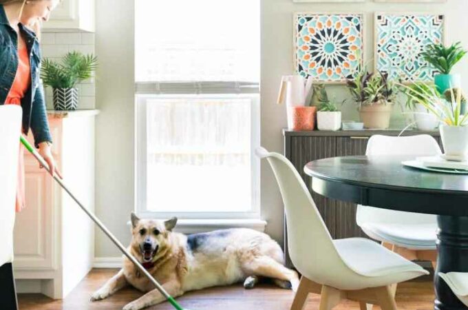 6 Handy Tips to Keep Your House Clean With Pets