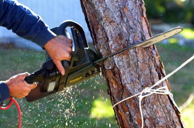 Four Legit Reasons You Should Go For Tree Removal