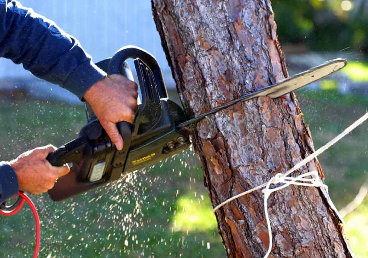 Four Legit Reasons You Should Go For Tree Removal