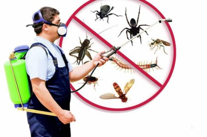 The Best Ways to Keep Your House a Pest-Free Zone