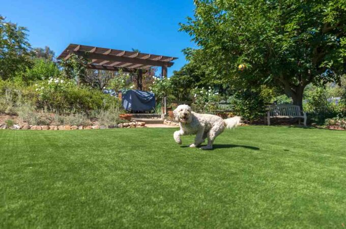 Benefits of Artificial Grass For Dogs and Other Pets