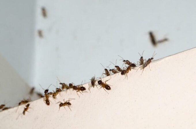 How to Keep Insects Out of Your House